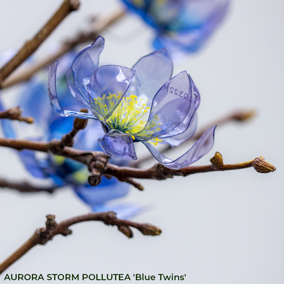 AURORA STORM POLLUTEA 'Blue Twins'