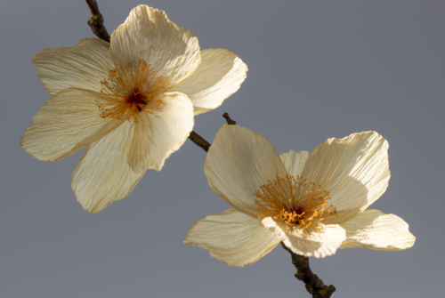 William-Amor-Encore-et-Encore_Clématis-Petroliferus Peach Blossom Cover