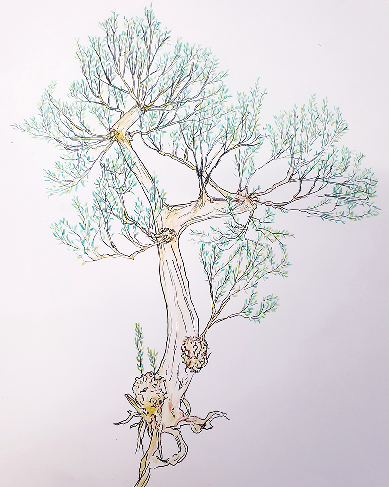 Olive tree-William Amor-Artist-Upcycling Richard Mille