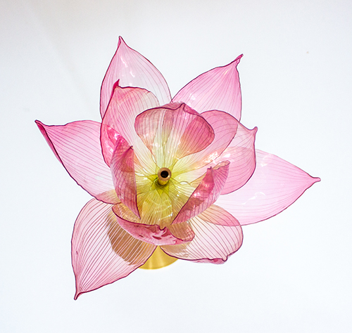 LOTUS DIWALI - CARTIER ©William Amor - 2025_openflower