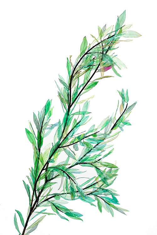 William Amor - artist upcycling - Sculpture _PHOENIX_ - © William Amor - 2025